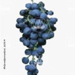 The Incrocio Manzoni 2-14 Wine Grape in Italy