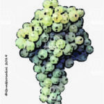 The Incrocio Manzoni 2.3 Wine Grape in Italy