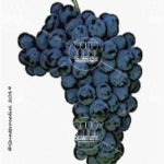 The Incrocio Terzi n.1 Wine Grape in Italy