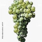 The Invernenga Wine Grape in Italy