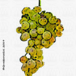 The Inzolia Wine Grape in Italy
