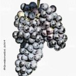 The Lambrusca di Alessandria Wine Grape in Italy