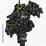 The Lambrusco Barghi Wine Grape in Italy