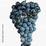 The Lambrusco a foglia frastagliata Wine Grape in Italy