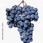 The Lambrusco Grasparossa Wine Grape in Italy