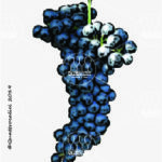 The Lambrusco Marani Wine Grape in Italy