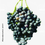 The Lambrusco Montericco Wine Grape in Italy