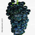 The Lambrusco Oliva Wine Grape in Italy