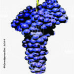 The Lambrusco Salamino Wine Grape in Italy