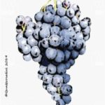 The Lambrusco di Sorbara Wine Grape in Italy