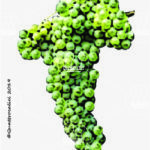 The Buzzetto Wine Grape in Italy