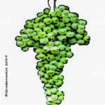 The Maceratino Wine Grape in Italy