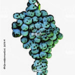 The Magliocco canino Wine Grape in Italy