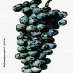 The Malbech Wine Grape in Italy