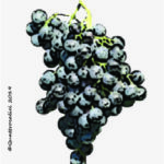 The Malbo gentile Wine Grape in Italy