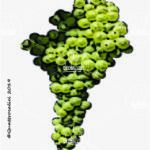 The Malvasia bianca Wine Grape in Italy