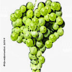 The Malvasia bianca di Basilicata Wine Grape in Italy