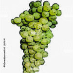 The Malvasia bianca di Candia Wine Grape in Italy