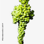 The Malvasia bianca lunga Wine Grape in Italy