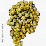 The Malvasia di Candia aromatica Wine Grape in Italy