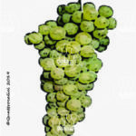 The Malvasia Istriana Wine Grape in Italy