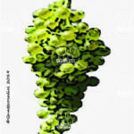 The Malvasia di Lipari Wine Grape in Italy