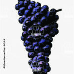 The Malvasia nera Wine Grape in Italy