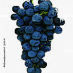 The Malvasia nera di Basilicata Wine Grape in Italy