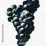 The Malvasia nera di Brindisi Wine Grape in Italy