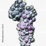 The Malvasia nera lunga Wine Grape in Italy