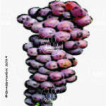 The Malvasia rosa Wine Grape in Italy