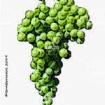 The Malvasia di Sardegna Wine Grape in Italy