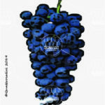 The Malvasia di Schierano Wine Grape in Italy