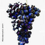 The Mammolo Wine Grape in Italy