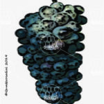 The Manzoni Moscato Wine Grape in Italy