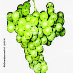 The Marsanne Wine Grape in Italy