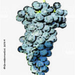 The Marsigliana nera Wine Grape in Italy