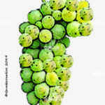 The Maturano Wine Grape in Italy