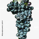 The Mayolet Wine Grape in Italy