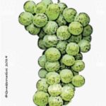 The Melara Wine Grape in Italy