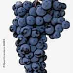 The Merlese Wine Grape in Italy