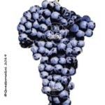 The Merlot Wine Grape in Italy