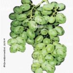 The Minnella bianca Wine Grape in Italy