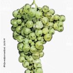 The Minutolo Wine Grape in Italy