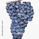 The Molinara Wine Grape in Italy