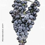 The Monica Wine Grape in Italy