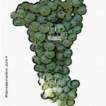 The Montonico bianco Wine Grape in Italy