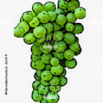 The Montù Wine Grape in Italy