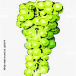 The Moscatello selvatico Wine Grape in Italy