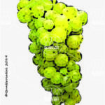 The Moscato bianco Wine Grape in Italy
